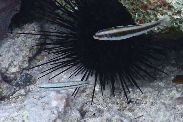 Wrasse - Slippery Dick