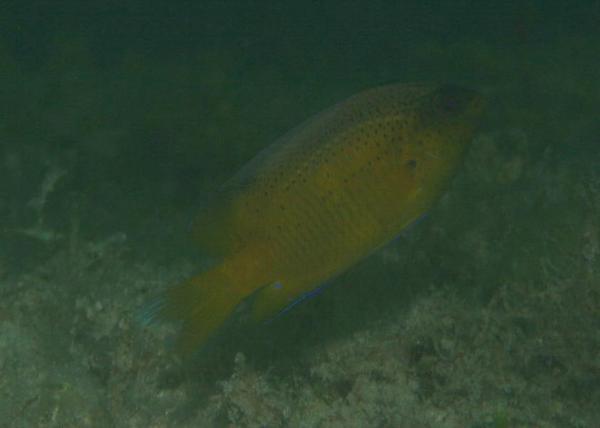 Damselfish - Beaugregory Damselfish
