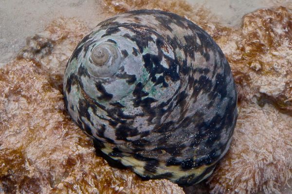 Sea Snails - Magpie Shell