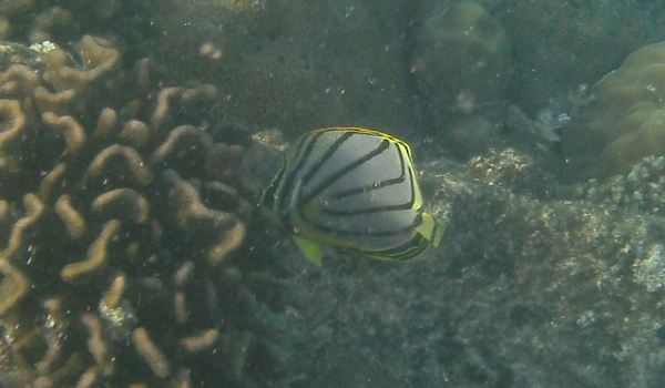 Butterflyfish - Scrawled Butterflyfish