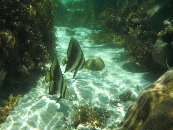 Spadefish - Longfin Spadefish