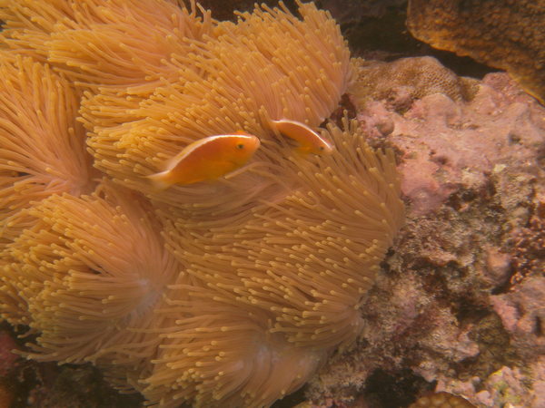 Damselfish - Yellow Anemonefish