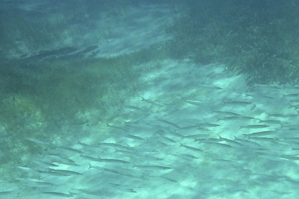 Barracuda - Southern Sennet