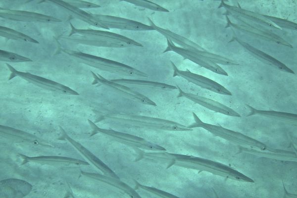 Barracuda - Southern Sennet