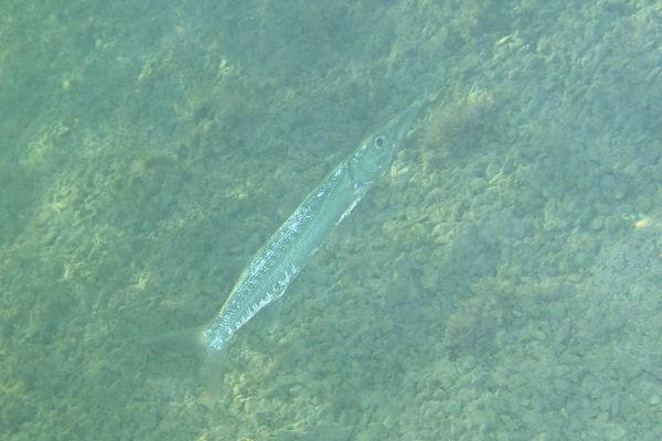 Barracuda - Guaguanche