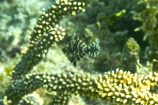 Filefish - Slender Filefish