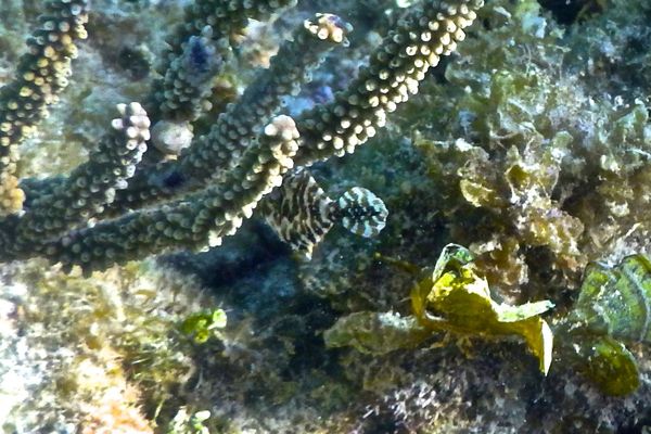 Filefish - Slender Filefish