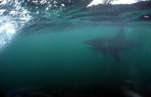 Sharks - Basking Shark