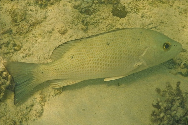 Snappers - Gray Snapper