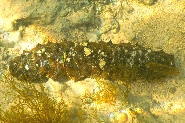 Sea Cucumbers - Tubular Sea Cucumber