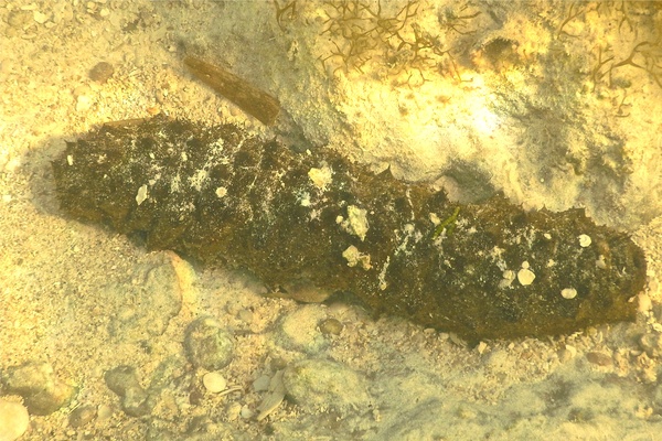 Sea Cucumbers - Tubular Sea Cucumber