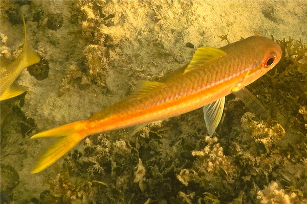 Goatfish - Yellow Goatfish Goatfish - Yellow Goatfish
