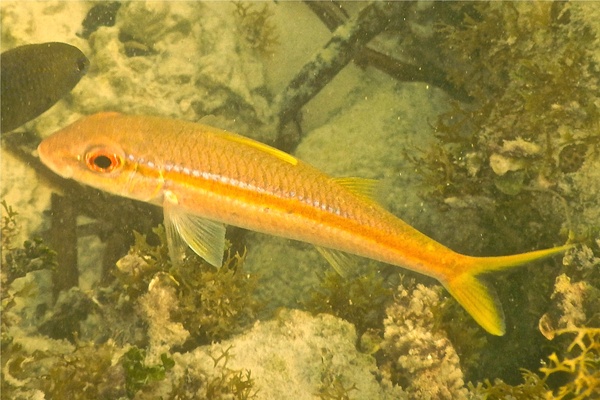 Goatfish - Yellow Goatfish