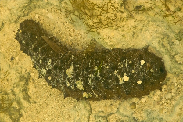 Sea Cucumbers - Tubular Sea Cucumber