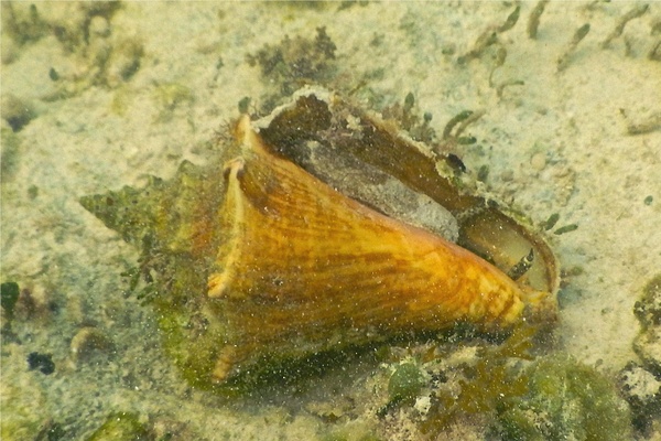 Sea Snails - Queen Conch