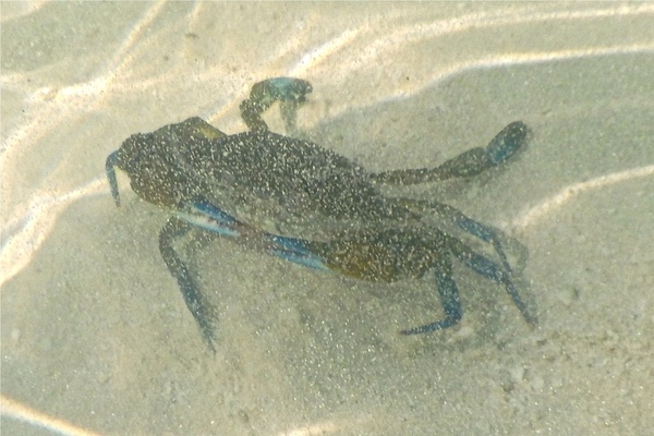 Crabs - Blue Crab