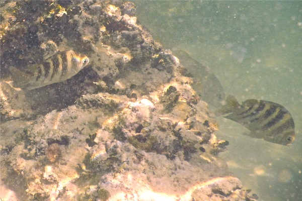 Damselfish - Night Sergeant