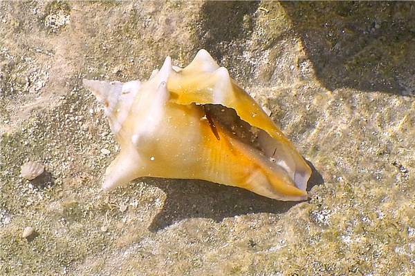 Sea Snails - Queen Conch