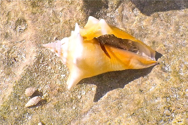 Sea Snails - Queen Conch