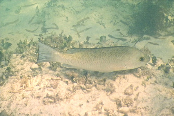 Snappers - Gray Snapper