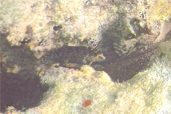 Blennies - Rosy Blenny