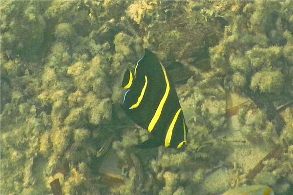 Angelfish - Gray Angelfish