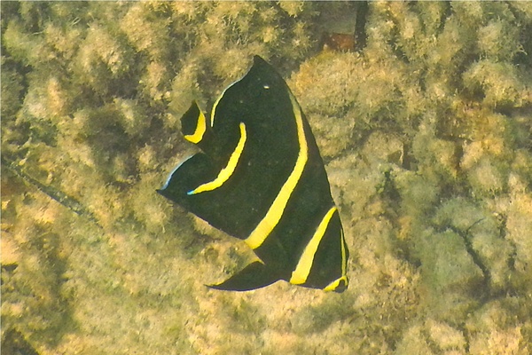 Angelfish - Gray Angelfish