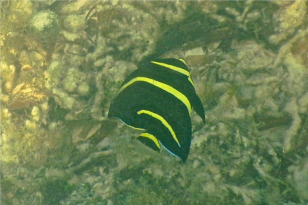 Angelfish - Gray Angelfish