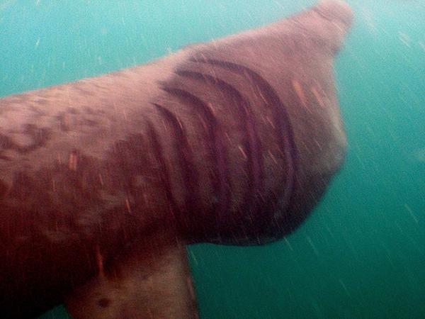 Sharks - Basking Shark