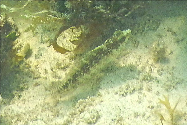 Blennies - Rosy Blenny