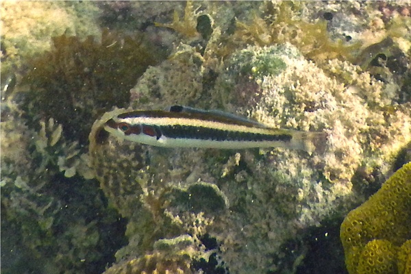 Wrasse - Bluehead Wrasse