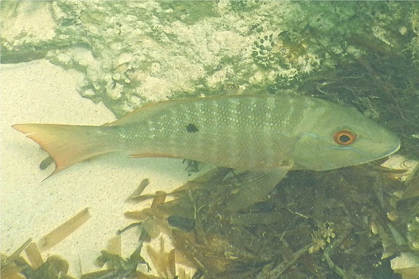 Snappers - Mutton Snapper