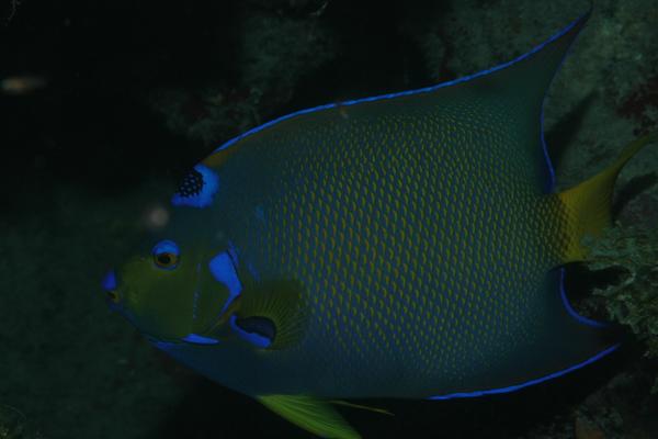 Angelfish - Queen Angelfish