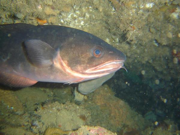 Cods - Southern Bastard Codling