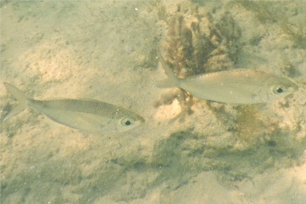 Mojarras - Slender mojarra Mojarras - Slender mojarra