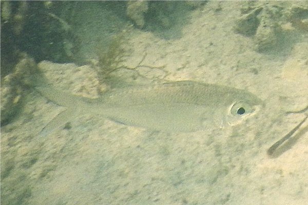 Mojarras - Slender mojarra Mojarras - Slender mojarra