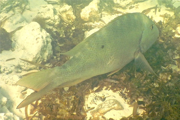 Snappers - Mutton Snapper