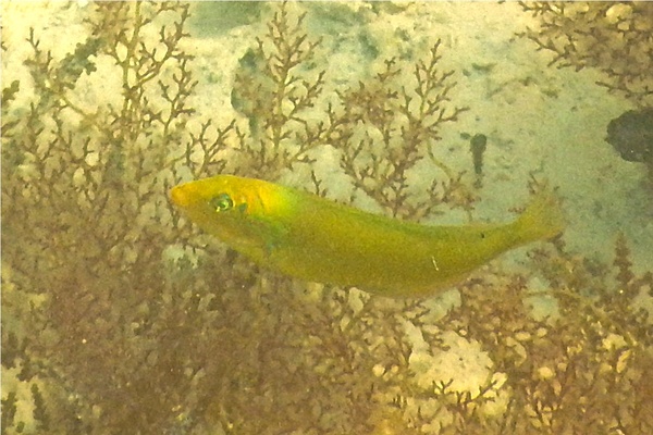 Wrasse - Blackear Wrasse