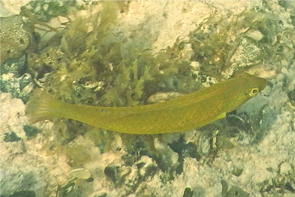 Wrasse - Blackear Wrasse