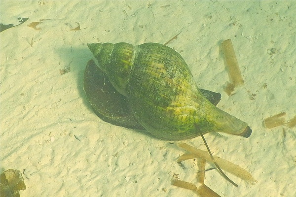 Sea Snails - Tulip Snail