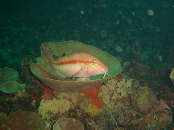 Goatfish - Yellow Striped Goatfish