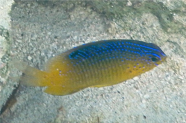 Damselfish - Beaugregory Damselfish