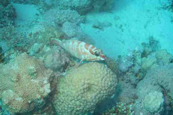 Groupers - Blacktip Grouper