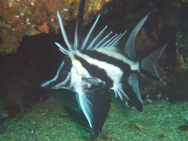 Armorheads - Longsnout Boarfish