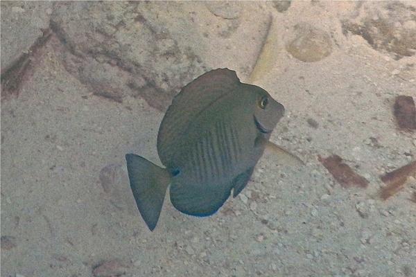 Surgeonfish - Doctorfish