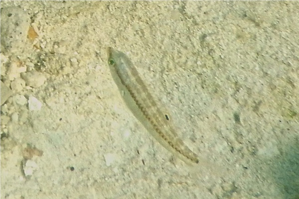 Wrasse - Slippery Dick