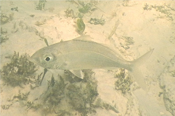 Mojarras - Slender mojarra