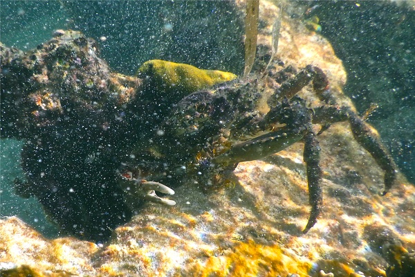 Spider Crabs - Channel Clinging Crab