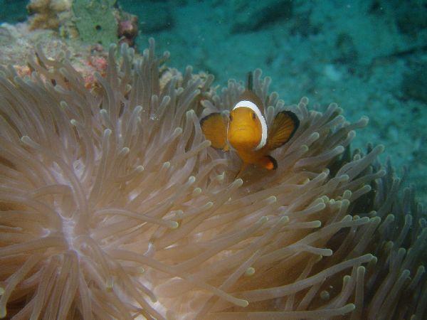 Damselfish - Clown Anemonefish