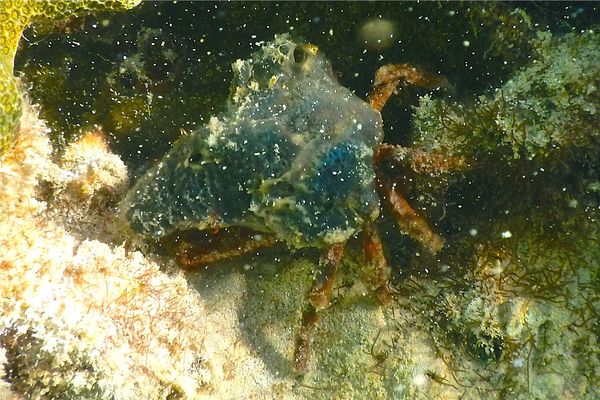 Crabs - Sponge Decorator Crab